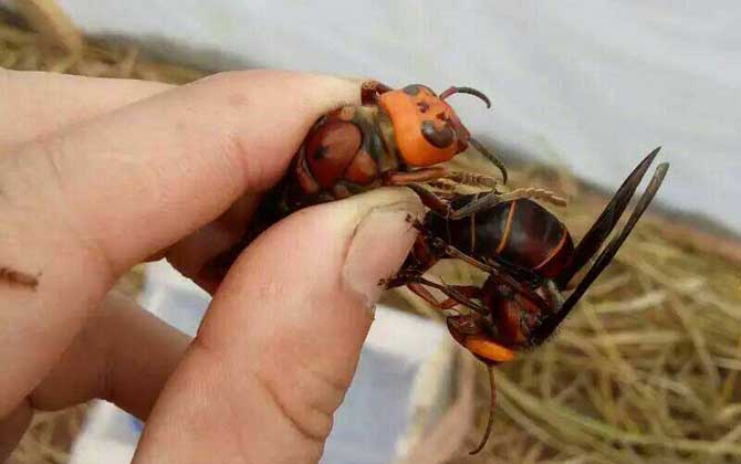 胡蜂養殖