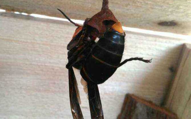 胡蜂養殖