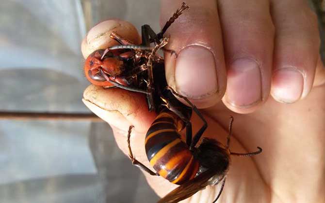 胡蜂養殖