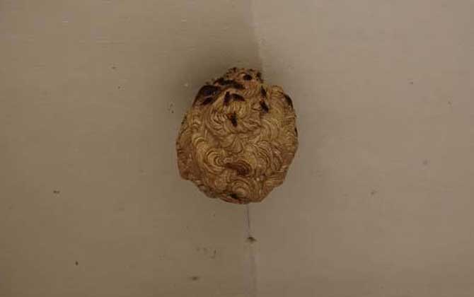 馬蜂窩
