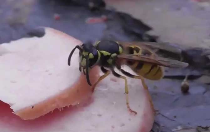 養胡蜂