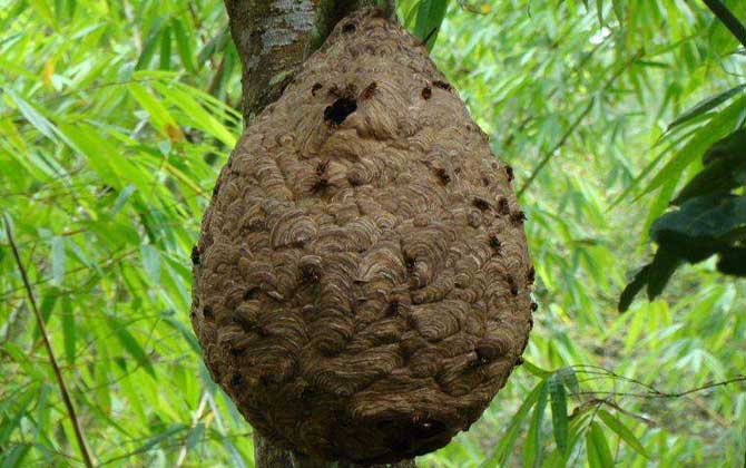 葫蘆蜂