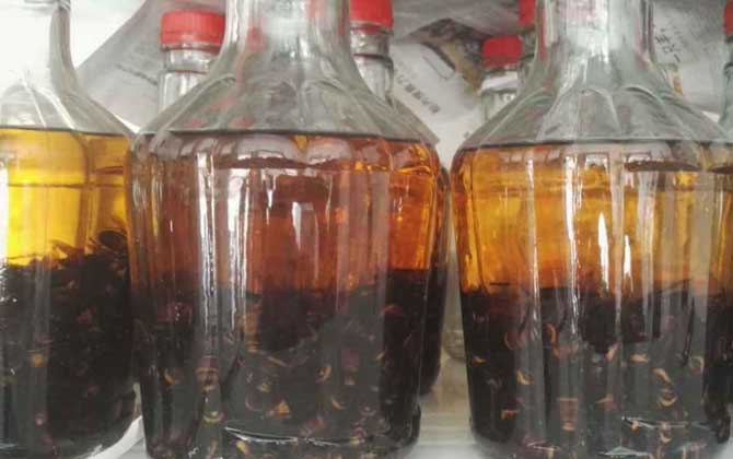 馬蜂泡酒