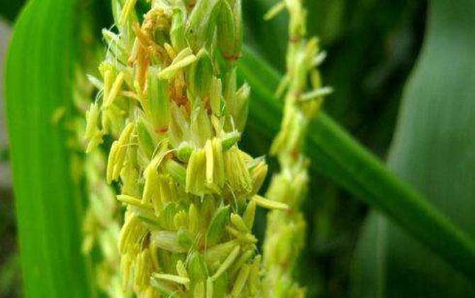 玉米開(kāi)花