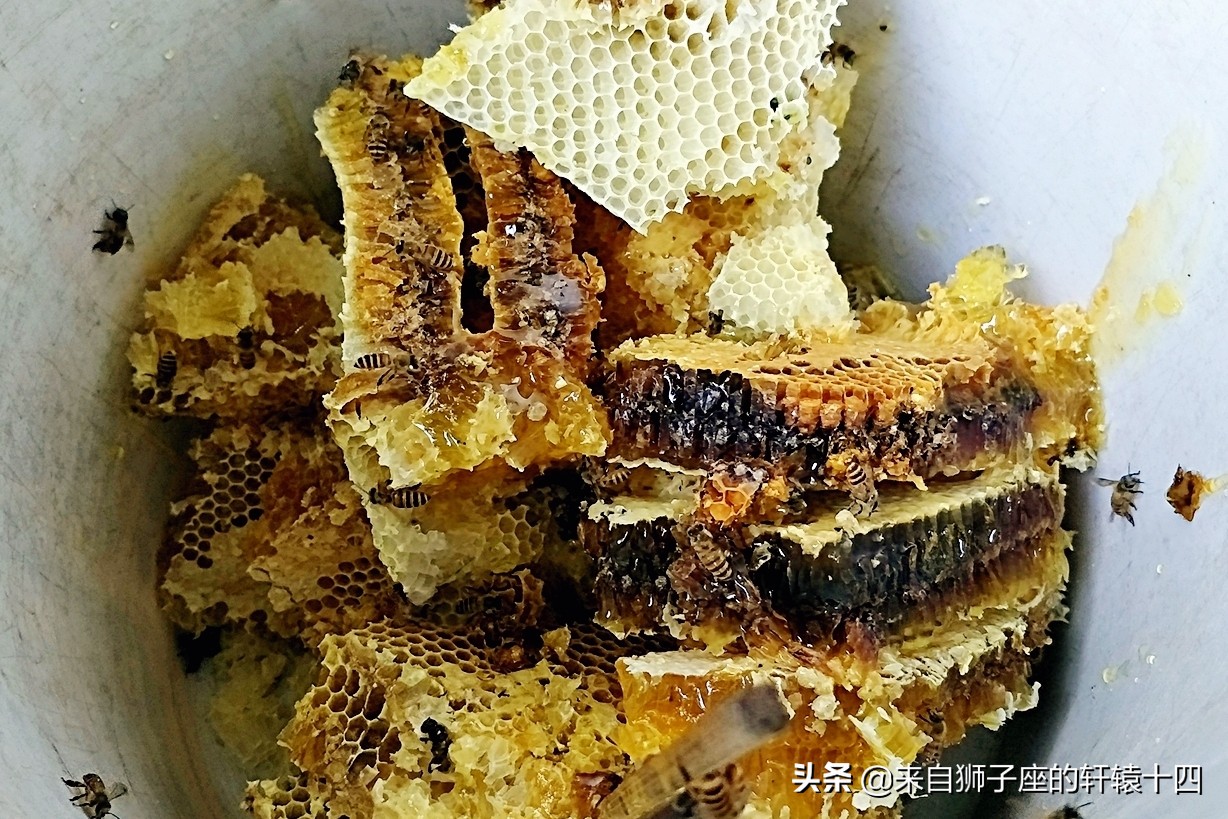 探尋養蜂人，取蜂蜜要用煙熏