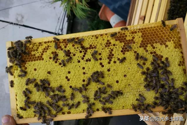 你試過刮脾取蜜嗎？它真的優于搖蜜機取蜜嗎？