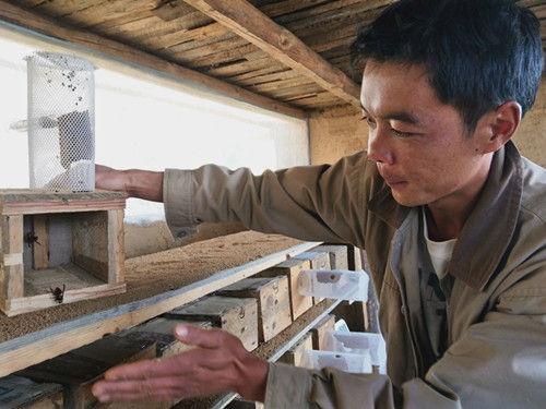 攀枝花貧困戶王文平:養蜂釀造幸福生活 養蜂