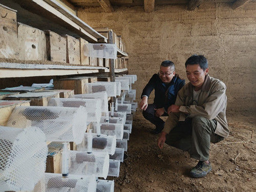 攀枝花貧困戶王文平:養蜂釀造幸福生活 養蜂