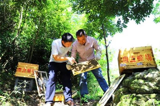 下司鎮新華村農民汪樹清養蜂脫貧 養蜂脫貧