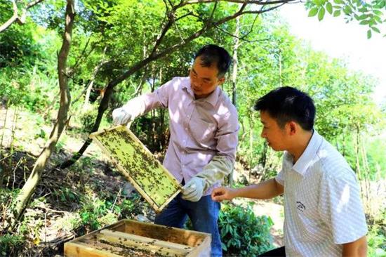 下司鎮新華村農民汪樹清養蜂脫貧 養蜂脫貧