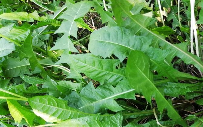 蒲公英根蜂蜜水的功效，蒲公英兌蜂蜜水的好處?