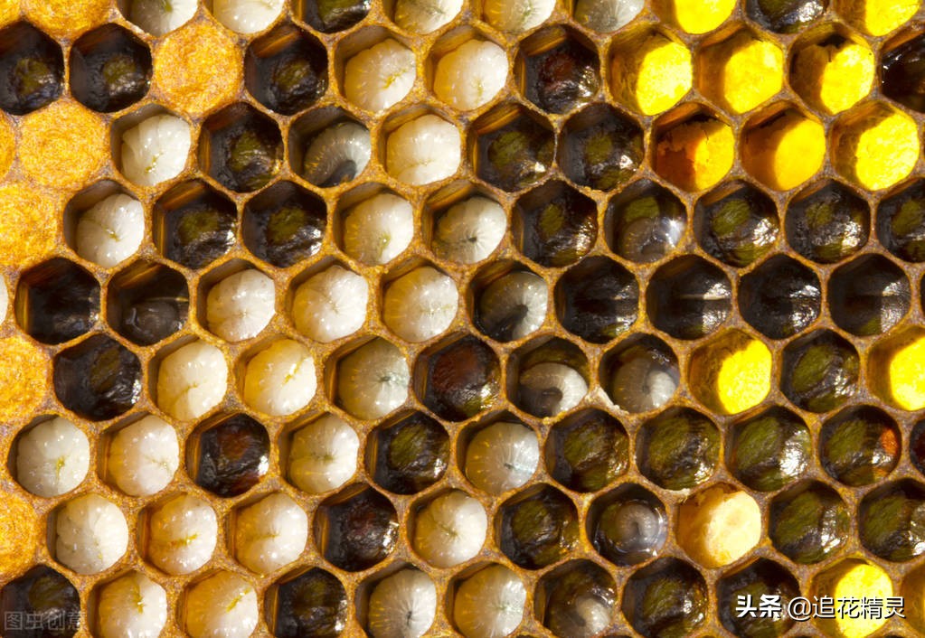 如果蜜蜂有思想，還會勤勞嗎？看工蜂勞動的動力，論養蜂人的是非