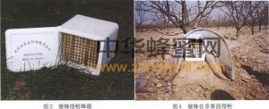 壁蜂 壁蜂科屬 壁蜂分布 壁蜂形態(tài)特征 壁蜂經(jīng)濟(jì)價(jià)值