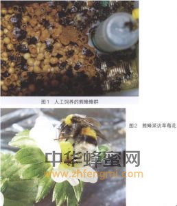 熊蜂的特征 熊蜂圖片 熊蜂分布 熊蜂 熊蜂屬性 熊蜂特征 熊蜂特性 熊蜂經濟價值 熊蜂分布