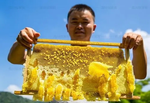 一個(gè)蜂巢里有多少工蜂（蜂巢有多少只蜜蜂）