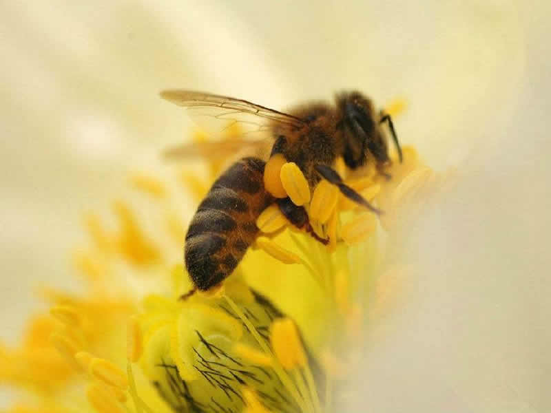 中華蜜蜂打架怎么控制呢？
