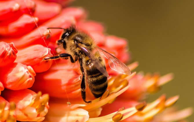 蜜蜂的習性