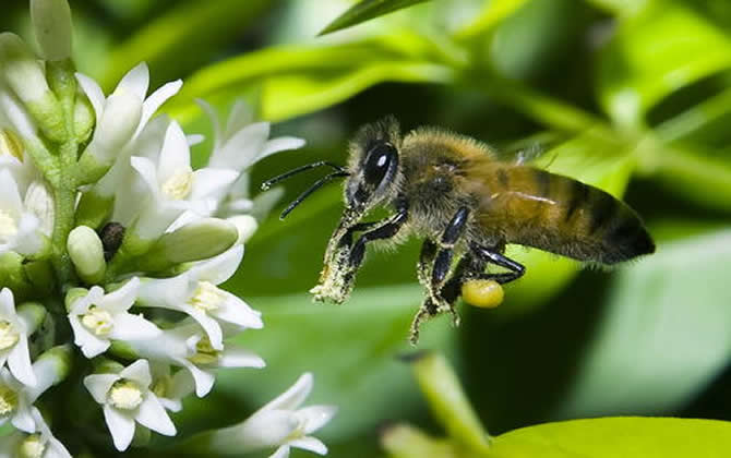 關(guān)于蜜蜂的知識