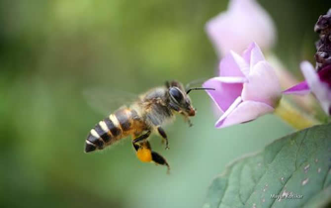 關(guān)于蜜蜂的知識
