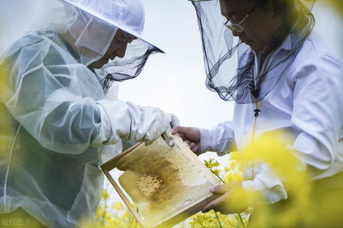 什么時(shí)候取蜜對(duì)蜂群的傷害最小（取走蜂蜜對(duì)蜜蜂有影響嗎）
