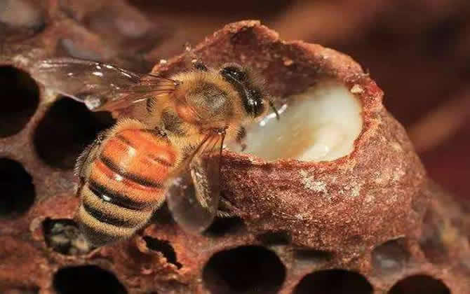 蜂王的培育：如何培育出個(gè)頭大的蜂王？