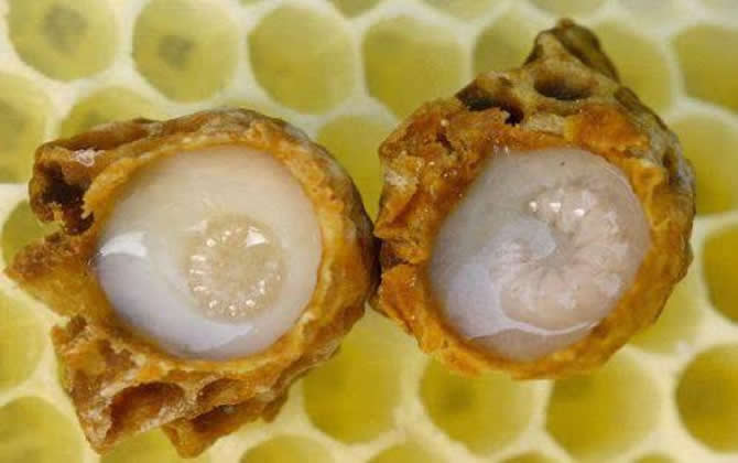 蜂王的培育：如何培育出個(gè)頭大的蜂王？