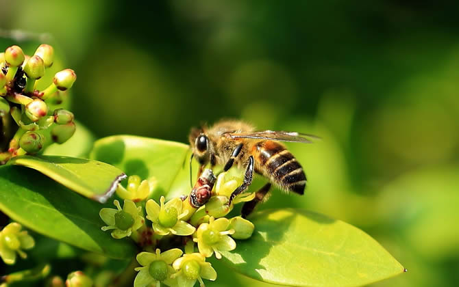 新手養蜂
