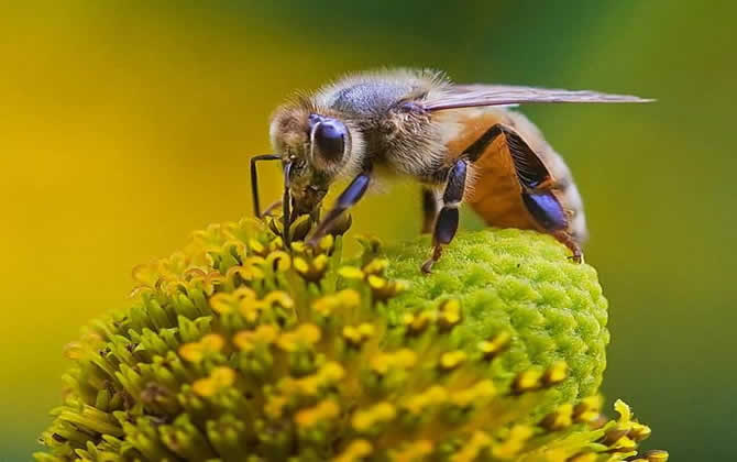 新手養蜂