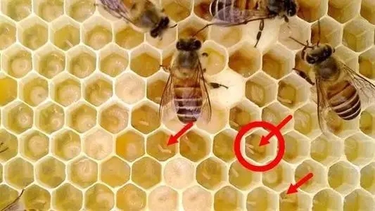越冬期工蜂產卵怎么辦