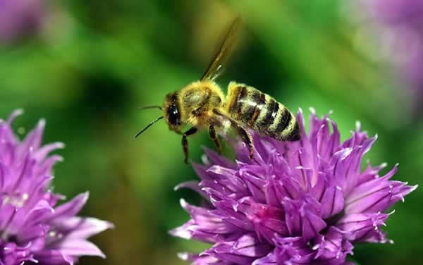 【蜜蜂知識】一窩蜜蜂可以有幾個蜂王？