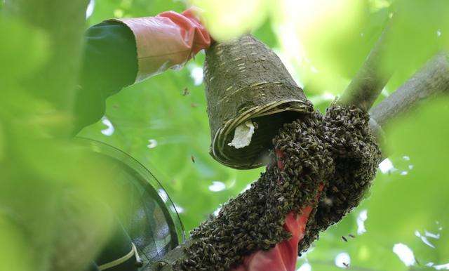 蜜蜂人工怎樣分蜂？