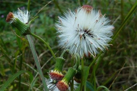 蒲公英什么時(shí)候開花？