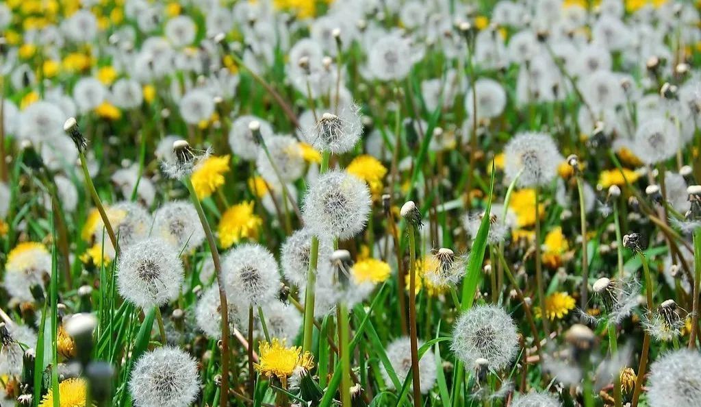 蒲公英什么時(shí)候開花？