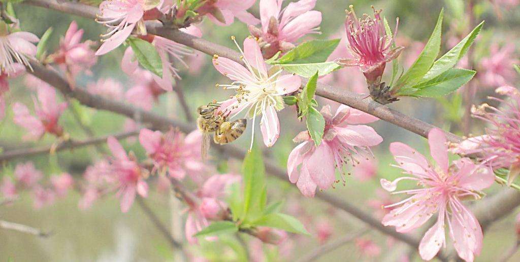 【蜂蜜吃法】蜂蜜什么時(shí)候喝最好 蜂蜜什么時(shí)候喝最好