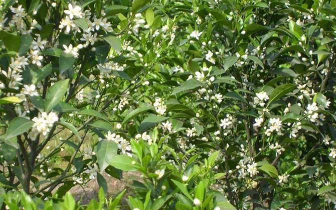 柑橘樹的地理分布（柑橘樹什么時(shí)候開花）
