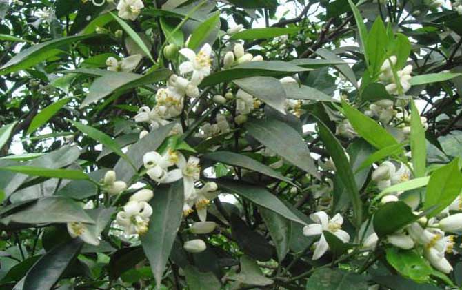 柑橘樹的地理分布（柑橘樹什么時(shí)候開花）