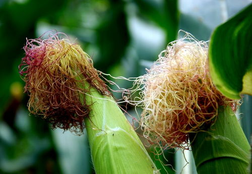 蜜蜂采集玉米花粉有蜜嗎？(玉米產花粉還是花蜜)