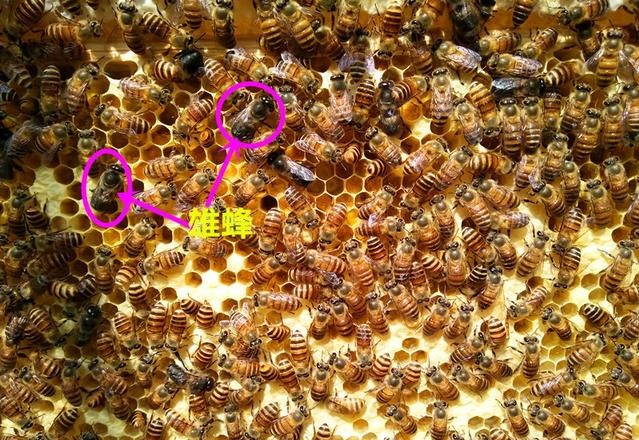 蜜蜂的社會(huì)結(jié)構(gòu)是什么（蜜蜂的社會(huì)生活）
