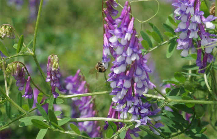 苕子是什么植物（苕子花要達(dá)到什么溫度流蜜）