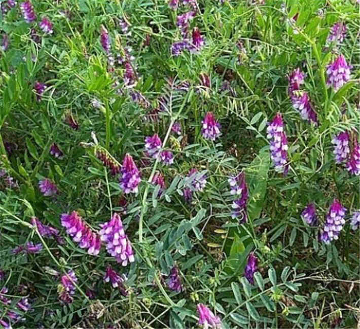苕子是什么植物（苕子花要達(dá)到什么溫度流蜜）