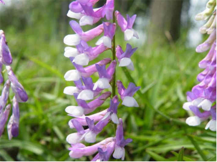 苕子是什么植物（苕子花要達(dá)到什么溫度流蜜）