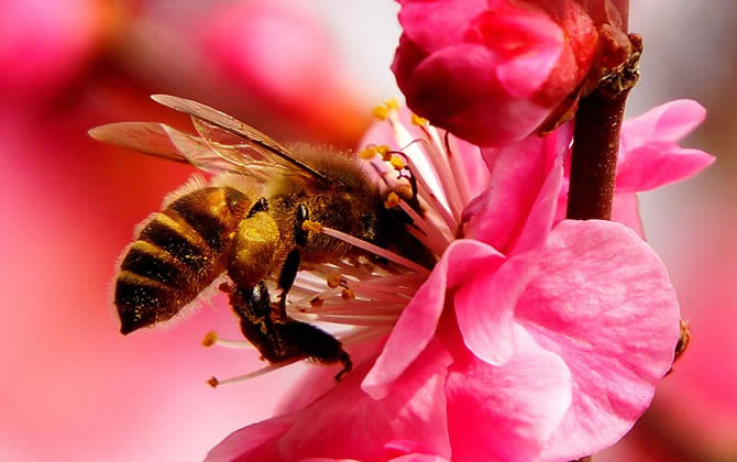 蜜蜂會發(fā)現(xiàn)蜂蜜沒有了嗎？