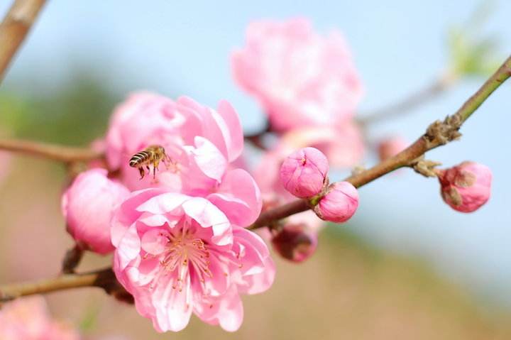 【蜜蜂知識(shí)】關(guān)于蜜蜂的知識(shí)有哪些? 關(guān)于蜜蜂的知識(shí)有哪些?