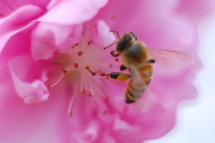 【蜜蜂知識(shí)】關(guān)于蜜蜂的知識(shí)有哪些? 關(guān)于蜜蜂的知識(shí)有哪些?