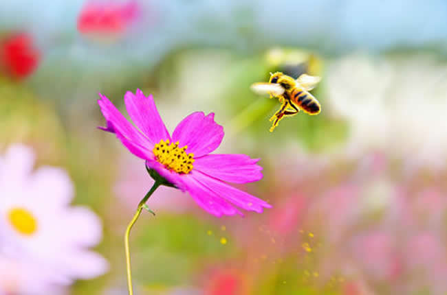 【蜜蜂知識】蜜蜂自然分蜂前有什么特點？