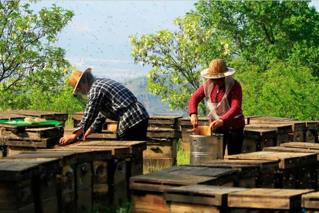 我國哪里養(yǎng)蜂人最多？