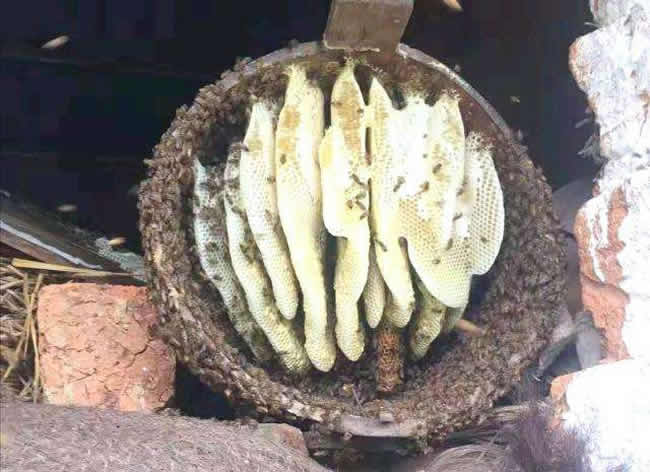 什么是土法養蜂技術？
