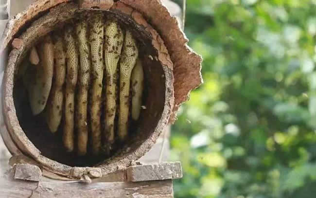 什么是土法養蜂技術？