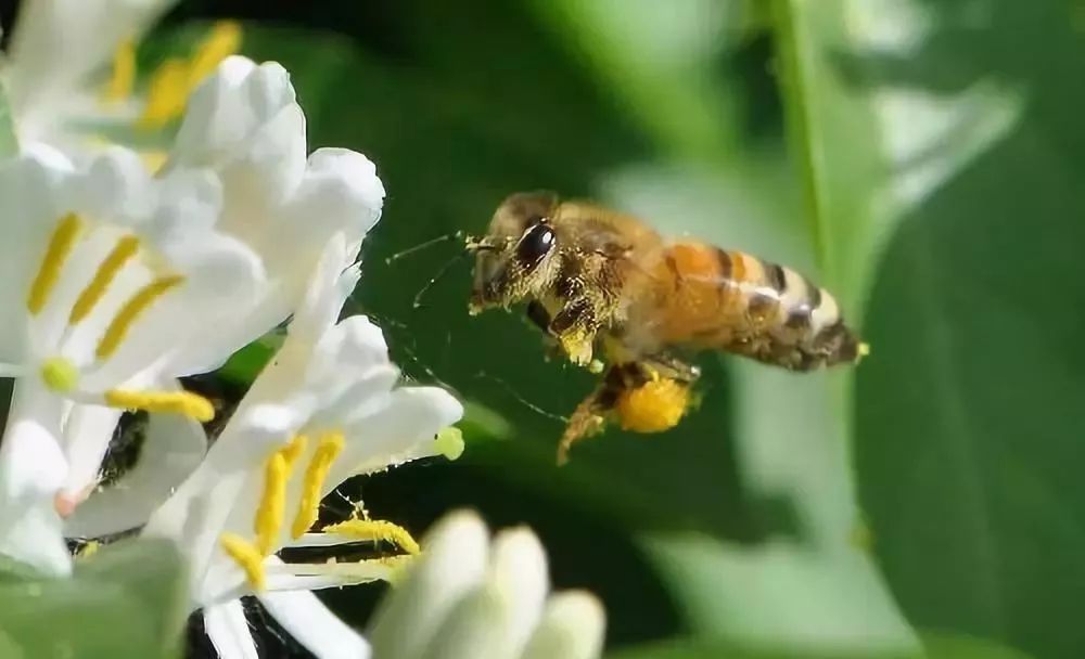 哪種蜜蜂好養（什么蜂種好養）