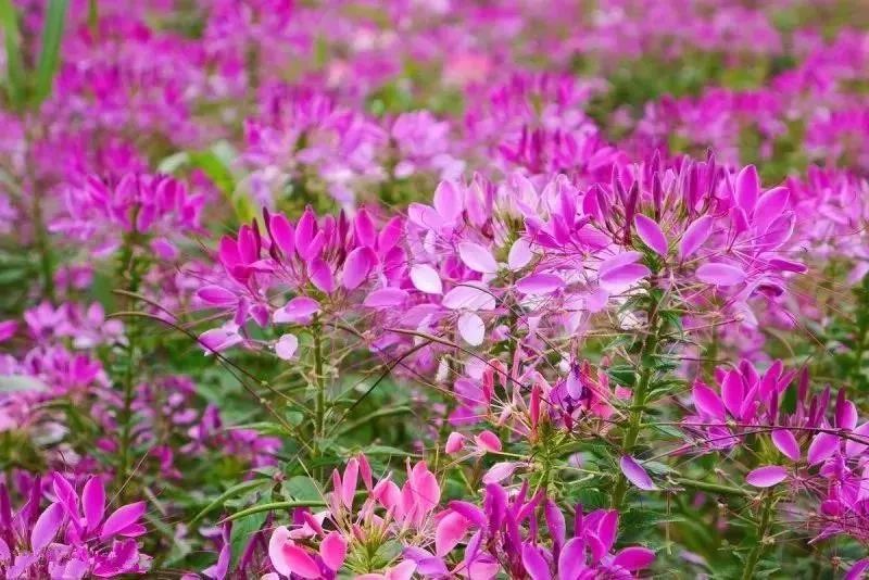 養蜂種什么花蜜源最好？(蜜源植物種植技巧)